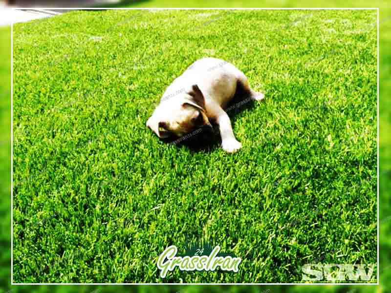 چمن مصنوعی سگی